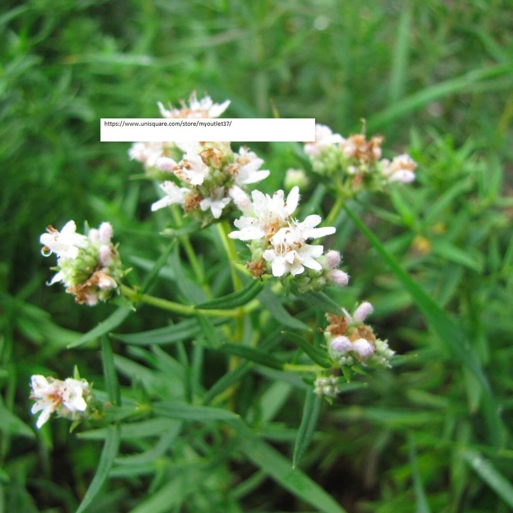 Wild Mountain Mint Seeds - Herb Seeds - BOGO